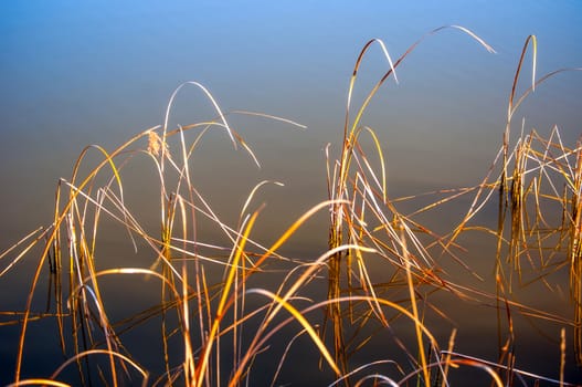 Dried cattail grass along the edge of a pond during the winter.