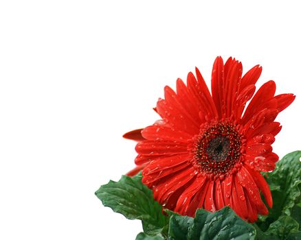 Red Gerbera Daisy isolated on white background with a clipping path.