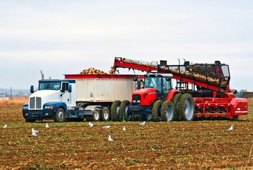 A large tractor and semi-truck digging and loading sugar beets from a large field as seagulls feast on the uprooted earthworms.