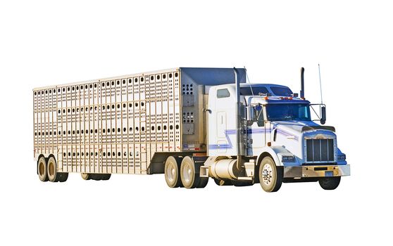 Semi-truck pulling a stock trailer, isolated on a white background with a clipping path.