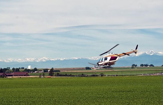 Helicopter used as a crop duster spraying insecticide on a cornfield in north central Colorado, USA.