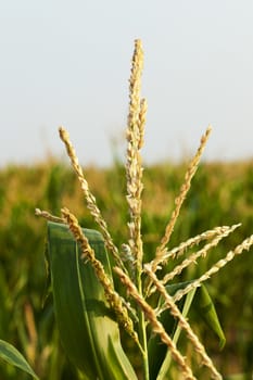 Agricultural field on which grow green immature corn, close up photo