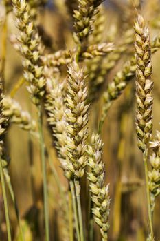 photographed close-up of yellowed ripe ears of cereal