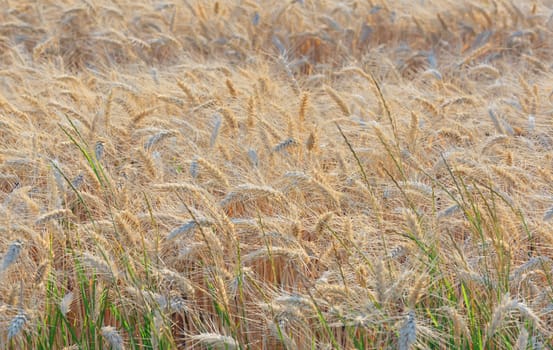 Details of ripe barley field