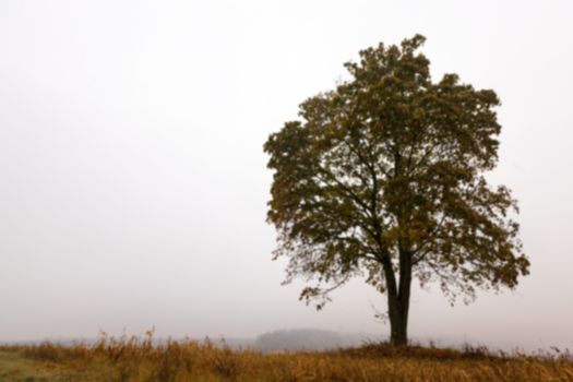 photographed close-up of a tree growing in the field, autumn season, the silhouette of the tree's photos are out of focus - defocus,