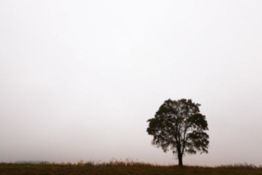 photographed close-up of a tree growing in the field, autumn season, the silhouette of the tree's photos are out of focus - defocus,