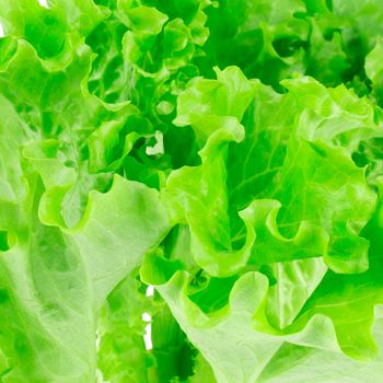 lettuce leaves background or texture