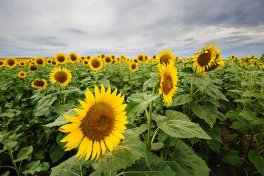 field of blooming sunflowers on a background of moody sky