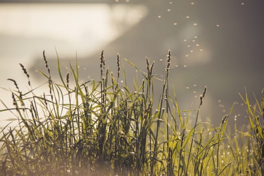 green grass with a river pond water and flying insects on background at early morning.