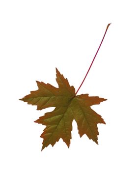 Close-up of maple autumn leaf on white
