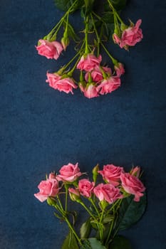 Pink roses on the dark background