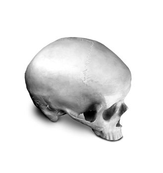 Homo sapience cranium isolated on white background