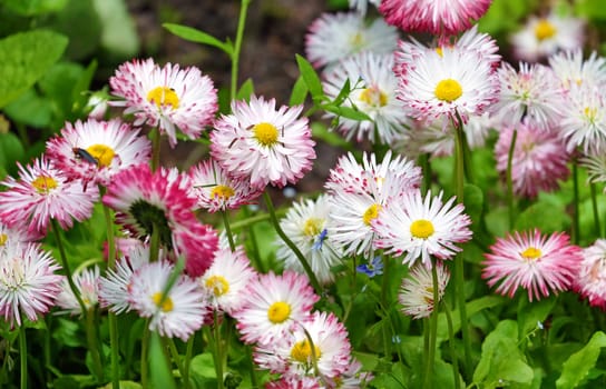 Blooming white and pink daisies in a natural environment for the background.