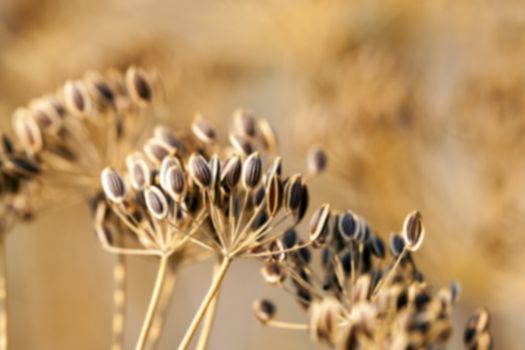 photographed close-up of a mature brown umbrella dill, Defocus