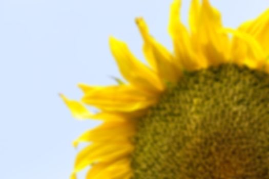 photographed close-up of yellow flower sunflower summer season, Defocus