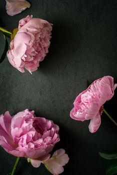 Peonies  on the black stone background top view