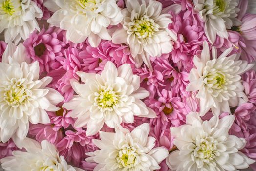 Pink and white flowers background