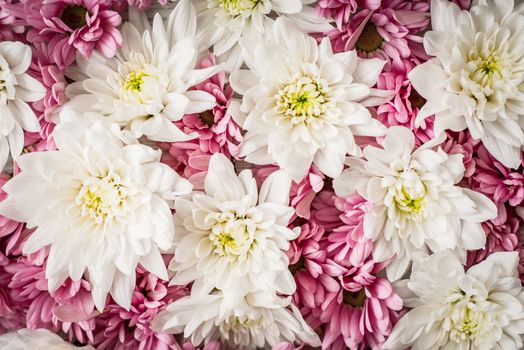 Pink and white flowers background close-up