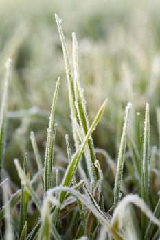 photographed close up young grass plants green wheat growing on agricultural field, agriculture, autumn season,