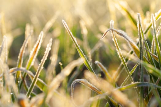 photographed close up young grass plants green wheat growing on agricultural field, agriculture, autumn season, defocus