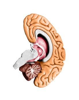 Brain model