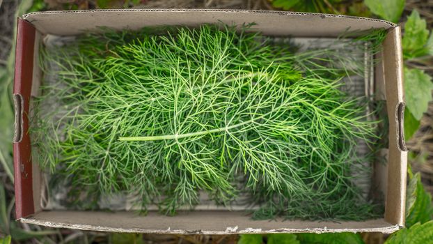 Dill in the box top view
