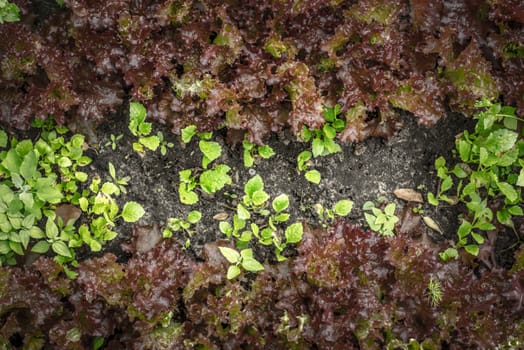 Salad growing in the garden top view