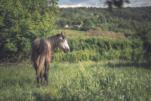 Grey horse on the green meadow
