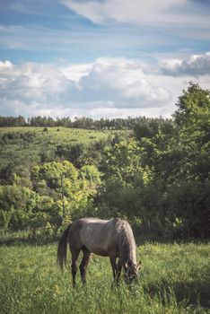 Horse on the green meadow