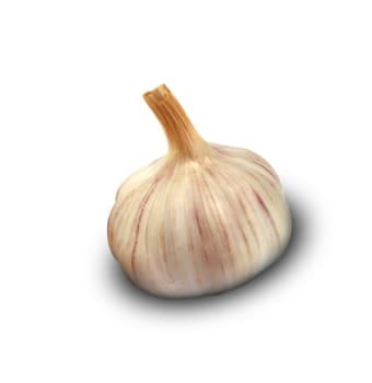 Garlic isolated on white background.