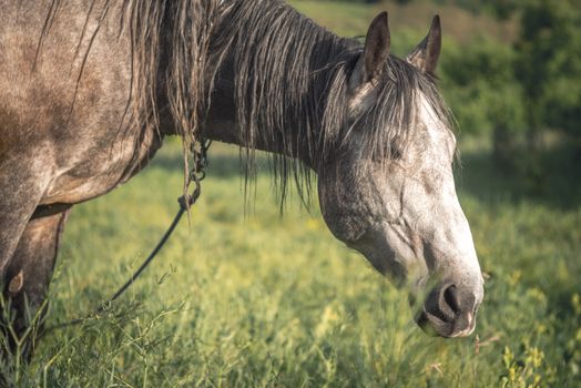 Grey horse in the green field