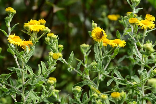 Heriades truncorum bee on a yellow fleabane flower on a sunny day