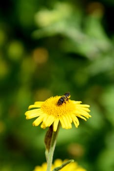 Small heriades truncorum bee taking nectar from a yellow common fleabane flower against a green background