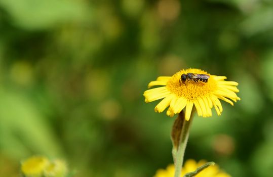 Small bee takes nectar from a daisy-like common fleabane flower in summertime