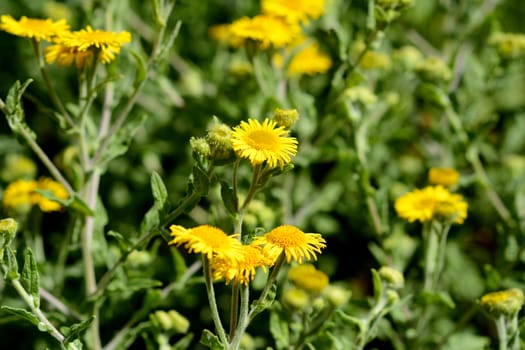 Yellow common fleabane flowers against green foliage