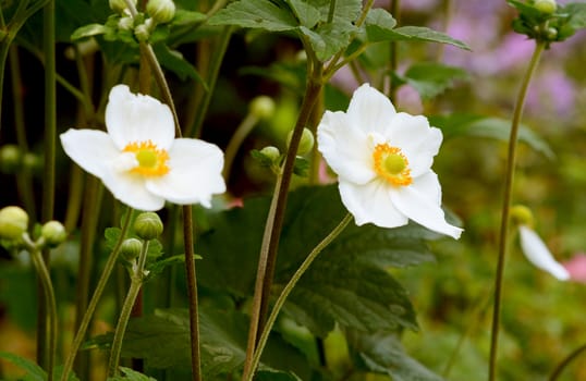 Two white Japanese anemone flowers - windflowers - in a garden