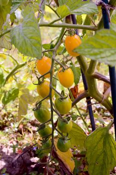 Yellow plum tomatoes ripening on the vine in a vegetable garden