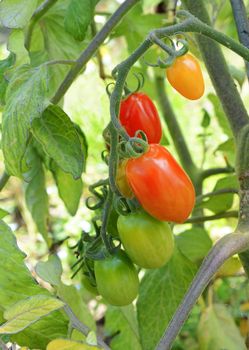 Red plum tomatoes begin to ripen on the vine, growing in an allotment