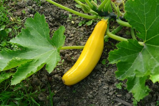 Yellow summer squash growing on a leafy plant in a vegetable plot