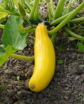 Long yellow summer squash matures on a bush plant in a vegetable garden