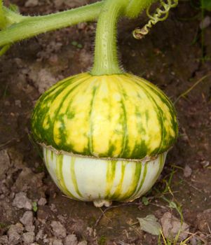Turks turban squash developing on the vine, growing along the ground