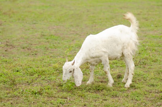 white goat on a pasture. eating grass on a daylight.