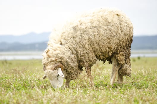 Dirty hairy sheep on a pasture eating grass on a daylight.