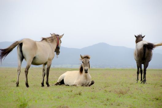 Horse on pasture on a daylight with a blue sky