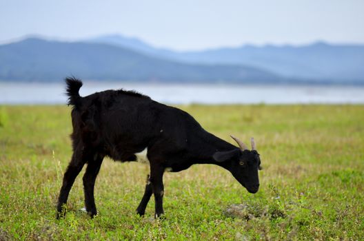 black goat on a pasture. eating grass on a daylight.