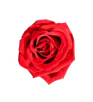 Red rose on the white background