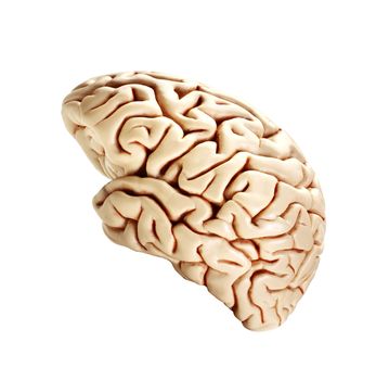 brain isolated on white