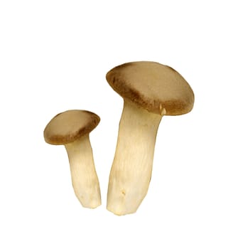 agaricus mushrooms