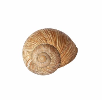 Sea Shell on Isolated White Background