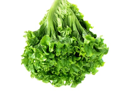 fresh green lettuce salad closeup